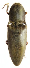 Lanelater insularis