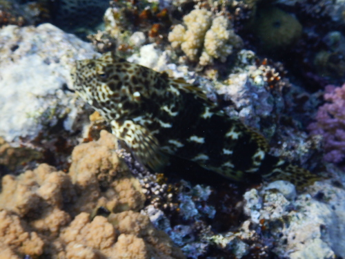 Cirrhitus spilotoceps