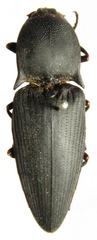 Lanelater opacus