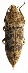 Eulichas