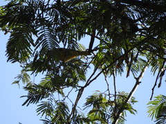 Icterus graduacauda