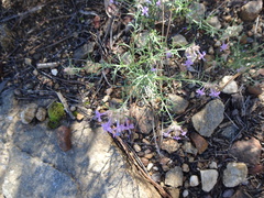 Ipomopsis multiflora
