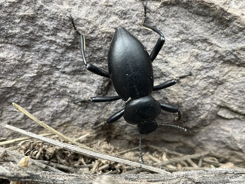 Coelocnemis magna