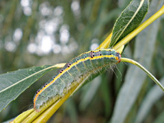 Acronicta connecta