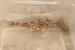 Sparisoma chrysopterum