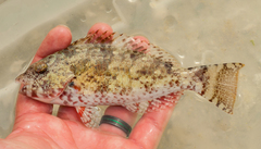 Sparisoma chrysopterum