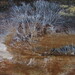 Sistotrema coronilla - Photo (c) maricel patino, algunos derechos reservados (CC BY-NC), subido por maricel patino