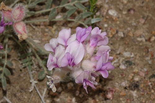 Oxytropis nana