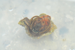 Clibanarius sclopetarius