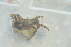 Clibanarius sclopetarius