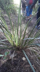 Libertia