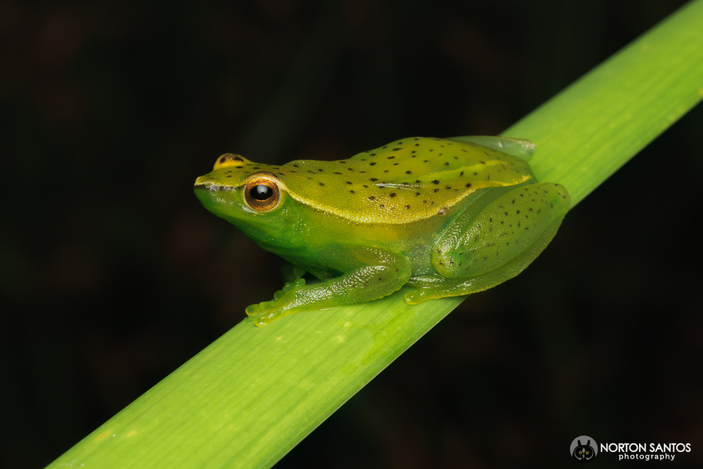 Hatchet-faced Tree Frogs