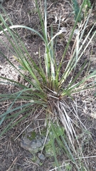Libertia
