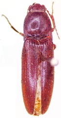 Melanotus fusciceps
