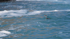 Poikilocarbo gaimardi