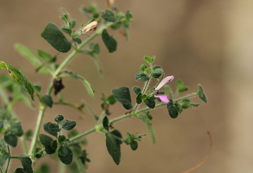 Brillantaisia pubescens image