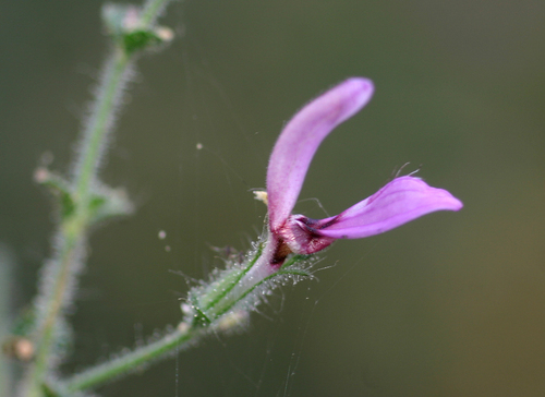 Brillantaisia pubescens image