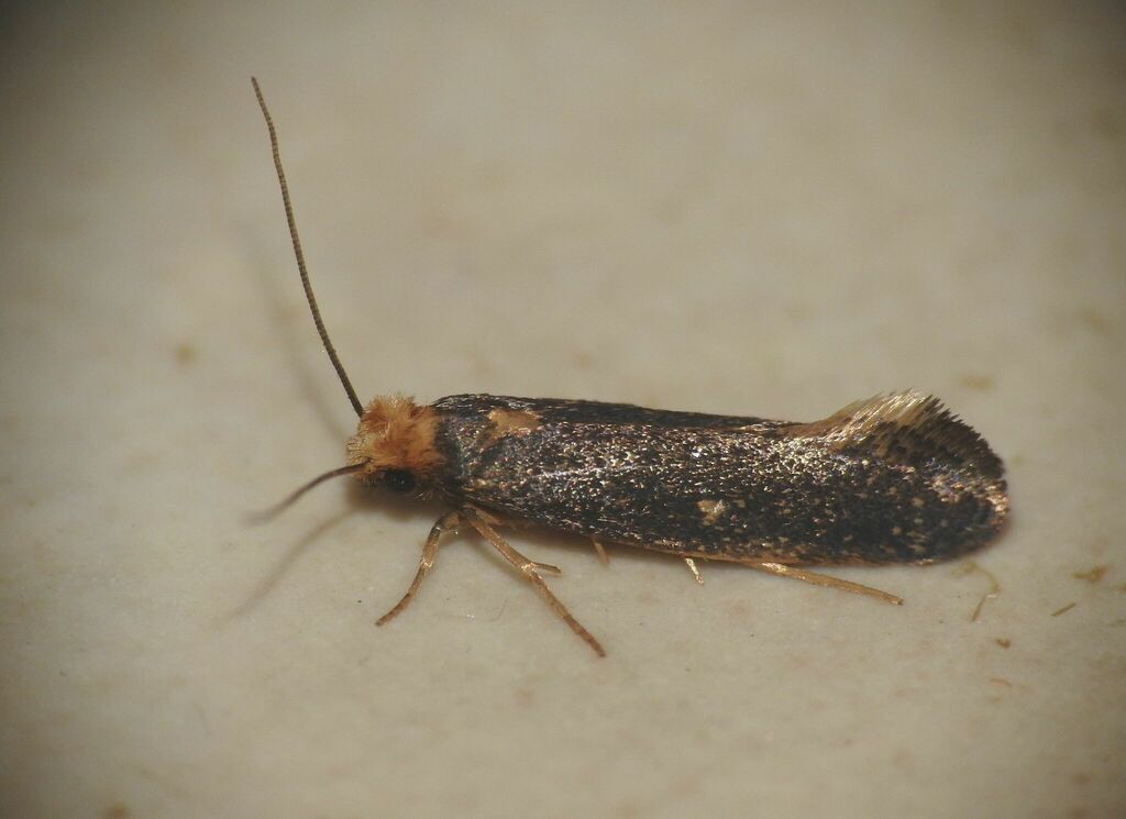 Monopis nigricantella