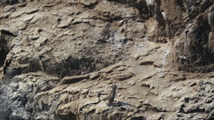 Poikilocarbo gaimardi