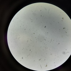 Gastrotricha