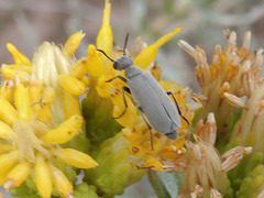 Epicauta fortis