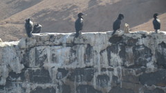 Nannopterum brasilianum