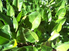 Philodendron crassum