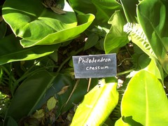 Philodendron crassum