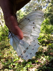 Morpho polyphemus