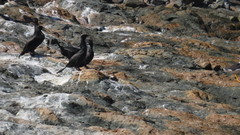 Nannopterum brasilianum