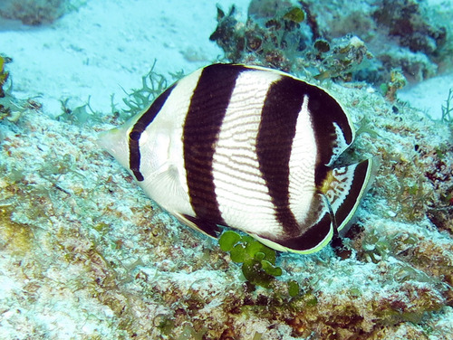 Banded Butterflyfish