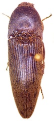 Melanotus regalis