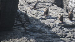 Poikilocarbo gaimardi