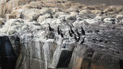 Nannopterum brasilianum