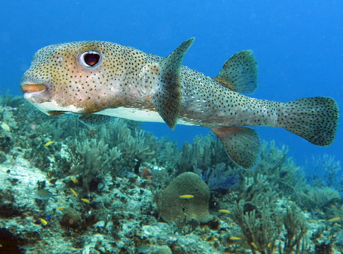 Spotted Porcupinefish