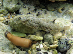 Checkerboard Frillfin Goby photo 2
