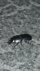 Pasimachus sublaevis