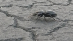 Pasimachus sublaevis