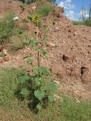 Helianthus annuus