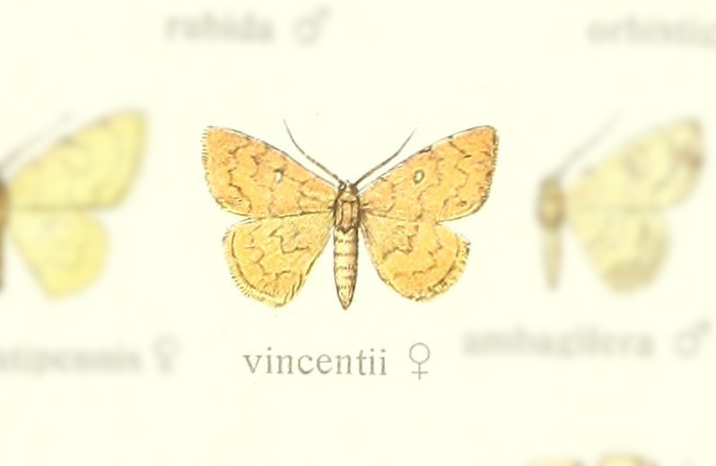 Semaeopus vincentii