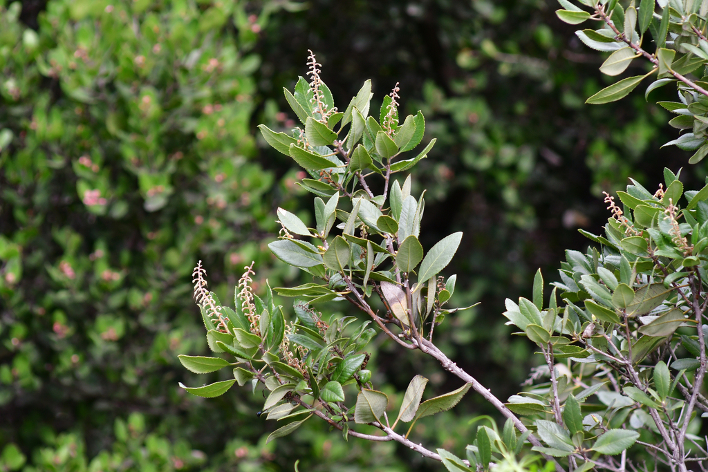 summer holly