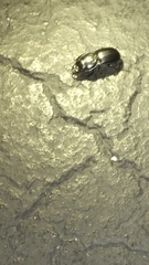 Pasimachus sublaevis