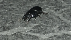 Pasimachus sublaevis