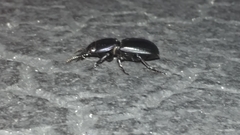 Pasimachus sublaevis