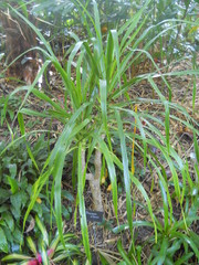 Dracaeneae