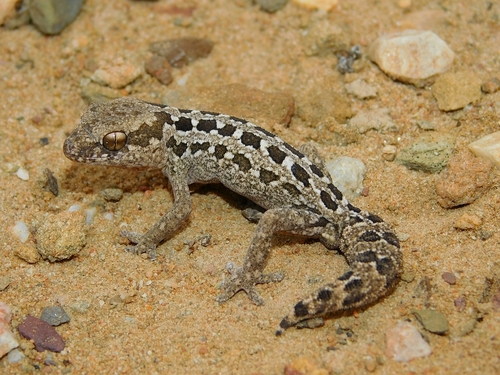 Pachydactylus maculatus