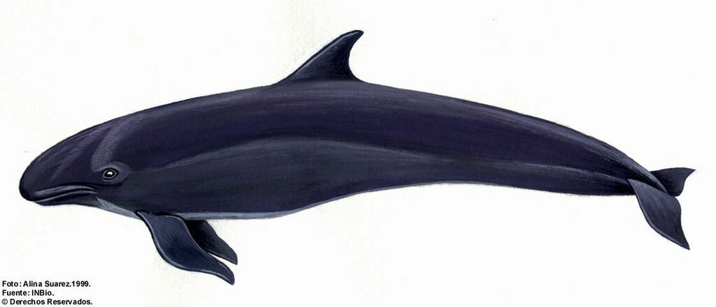 Flamingo HS JAWSO Orca Schwarz - Stylischer Stoffbehälter 42x21x16cm