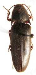 Elaterinae