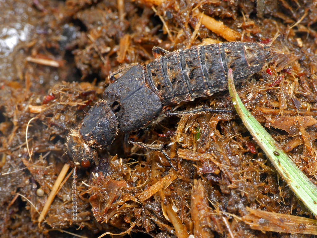 Dinothenarus pubescens