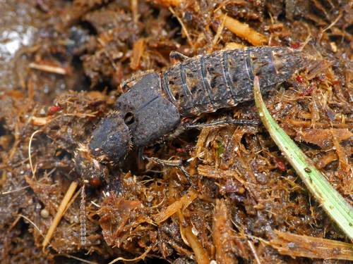 Dinothenarus pubescens